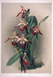 Phragmipedium × sedenii syn: Cypripedium × lemoinierianum
